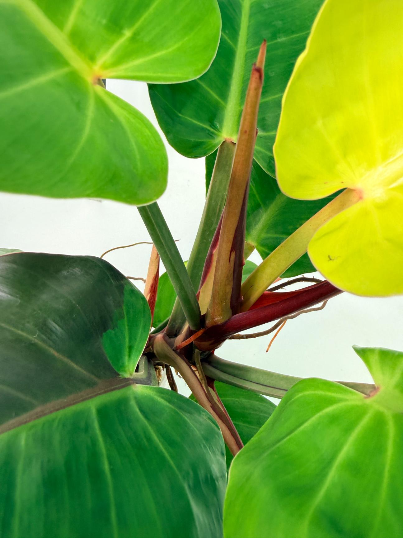 Philodendron Yellow Flame variegata 12