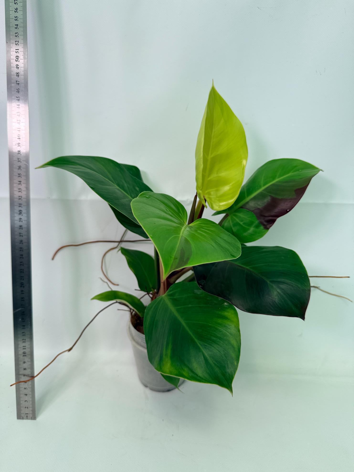 Philodendron Yellow Flame variegata 7