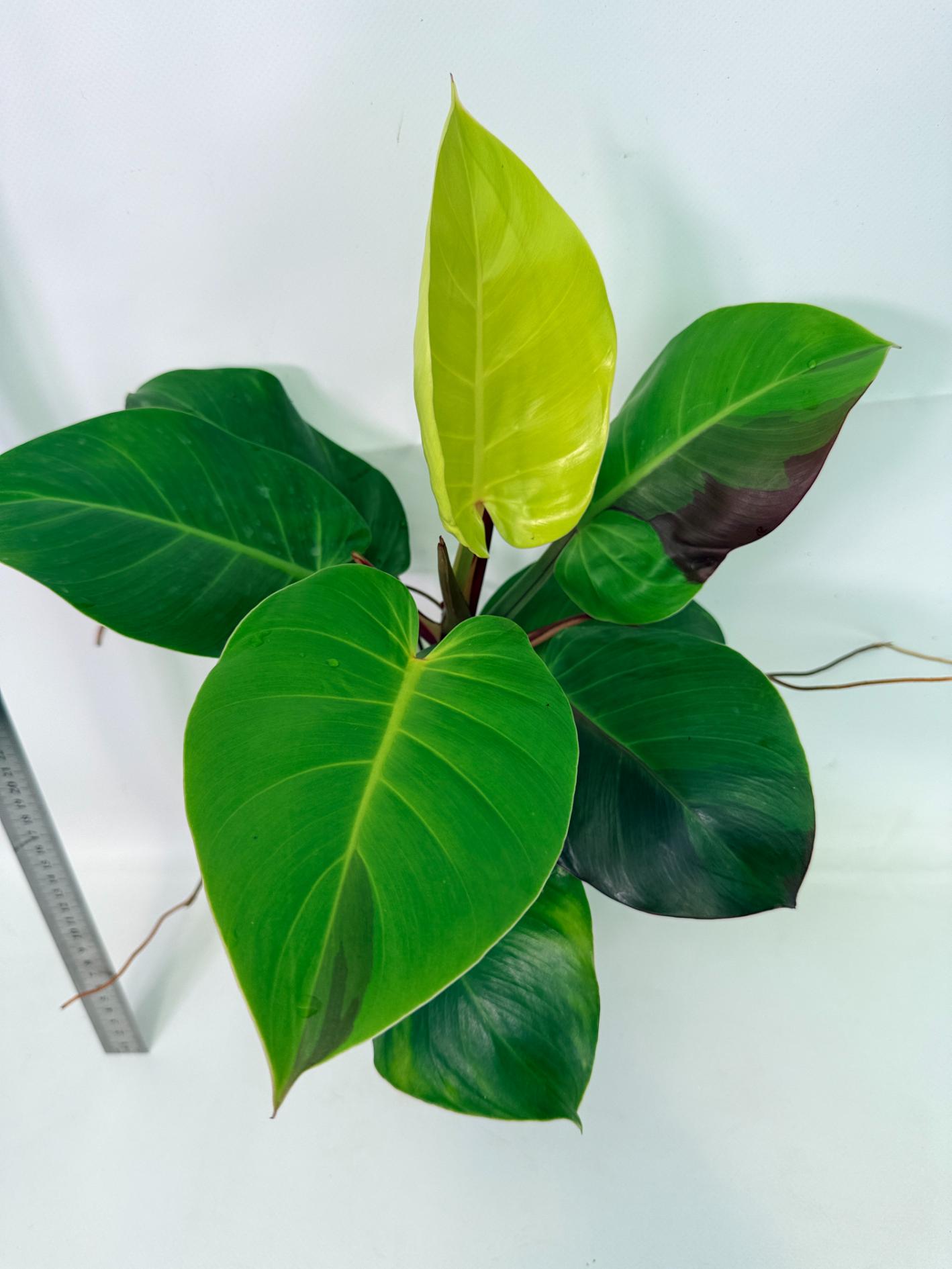 Philodendron Yellow Flame variegata 1