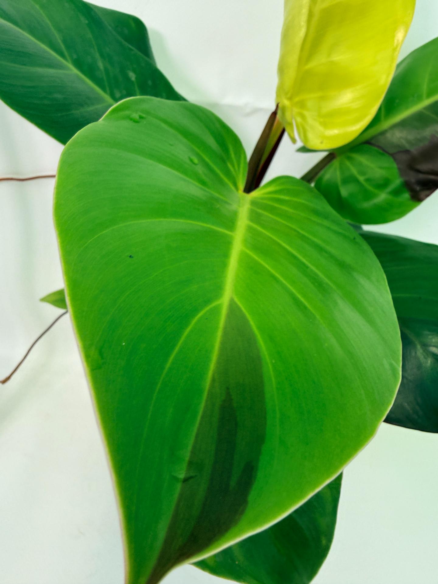 Philodendron Yellow Flame variegata 4