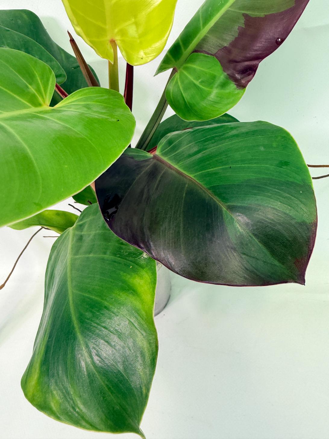 Philodendron Yellow Flame variegata 3