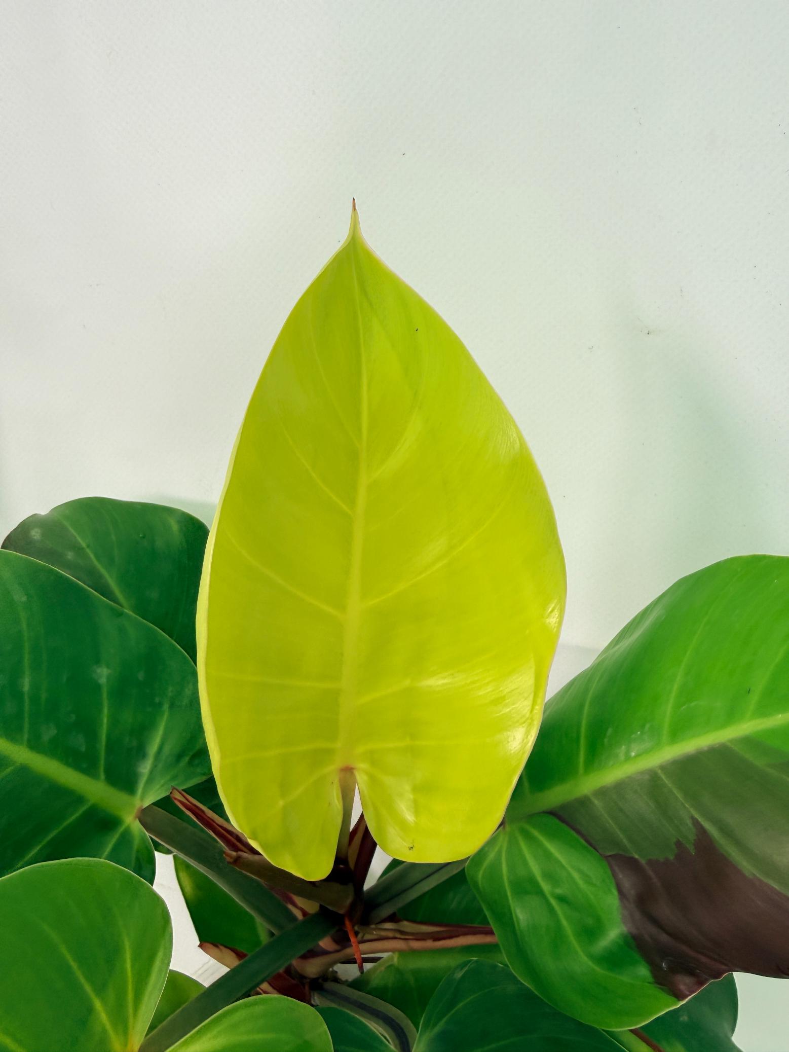 Philodendron Yellow Flame variegata 9