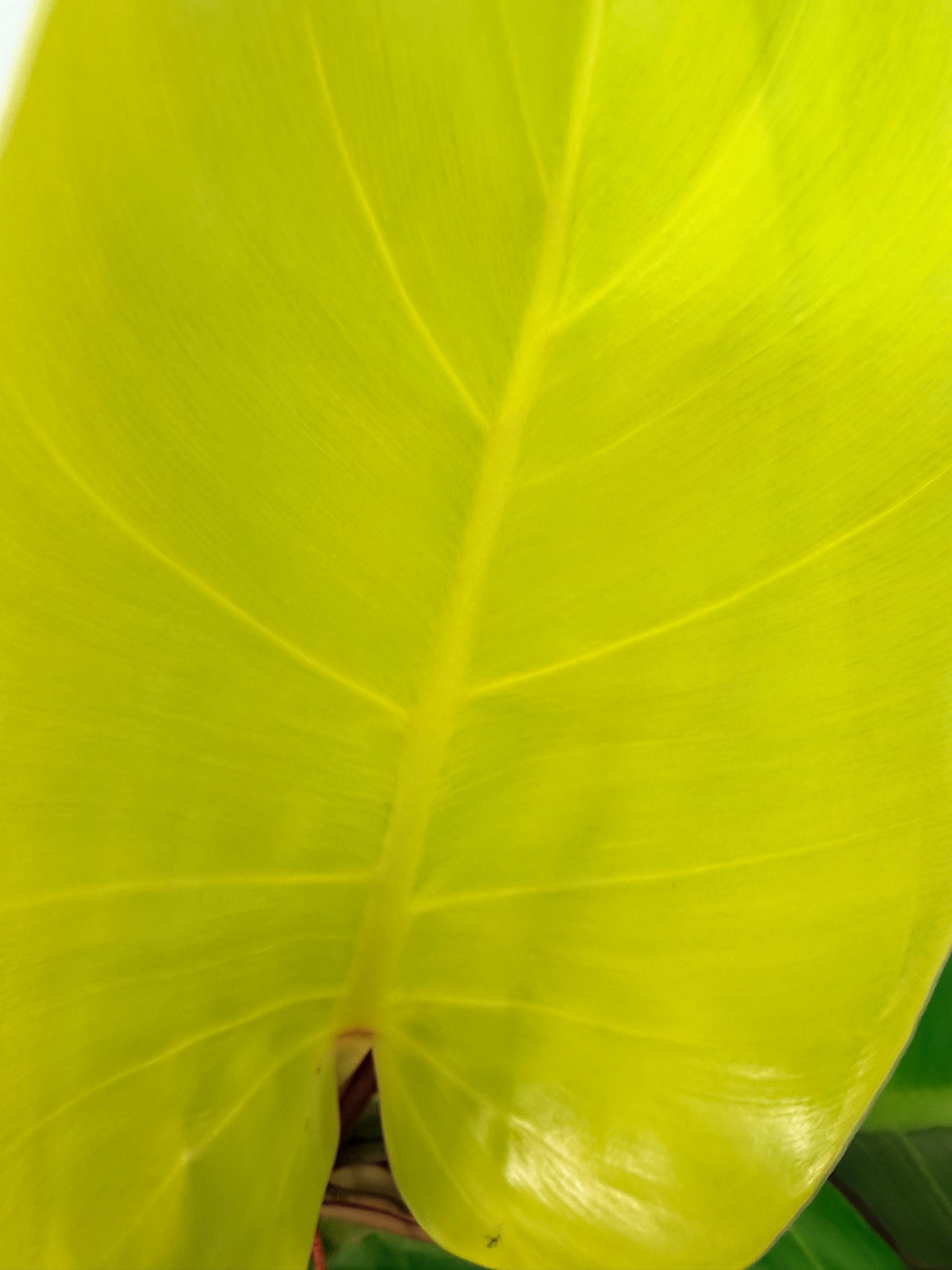 Philodendron Yellow Flame variegata 2