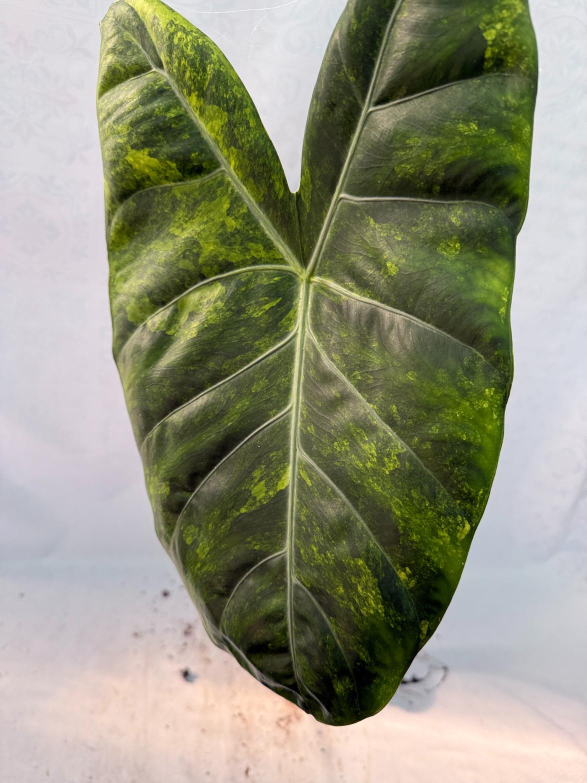 Alocasia Pink Dragon Variegata