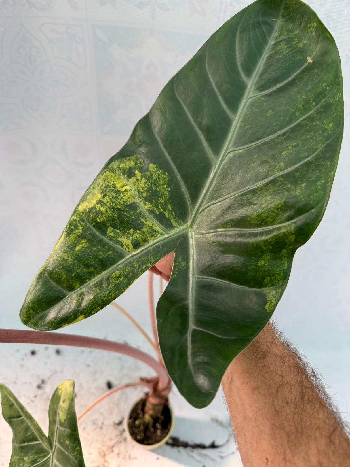 Alocasia Pink Dragon Variegata