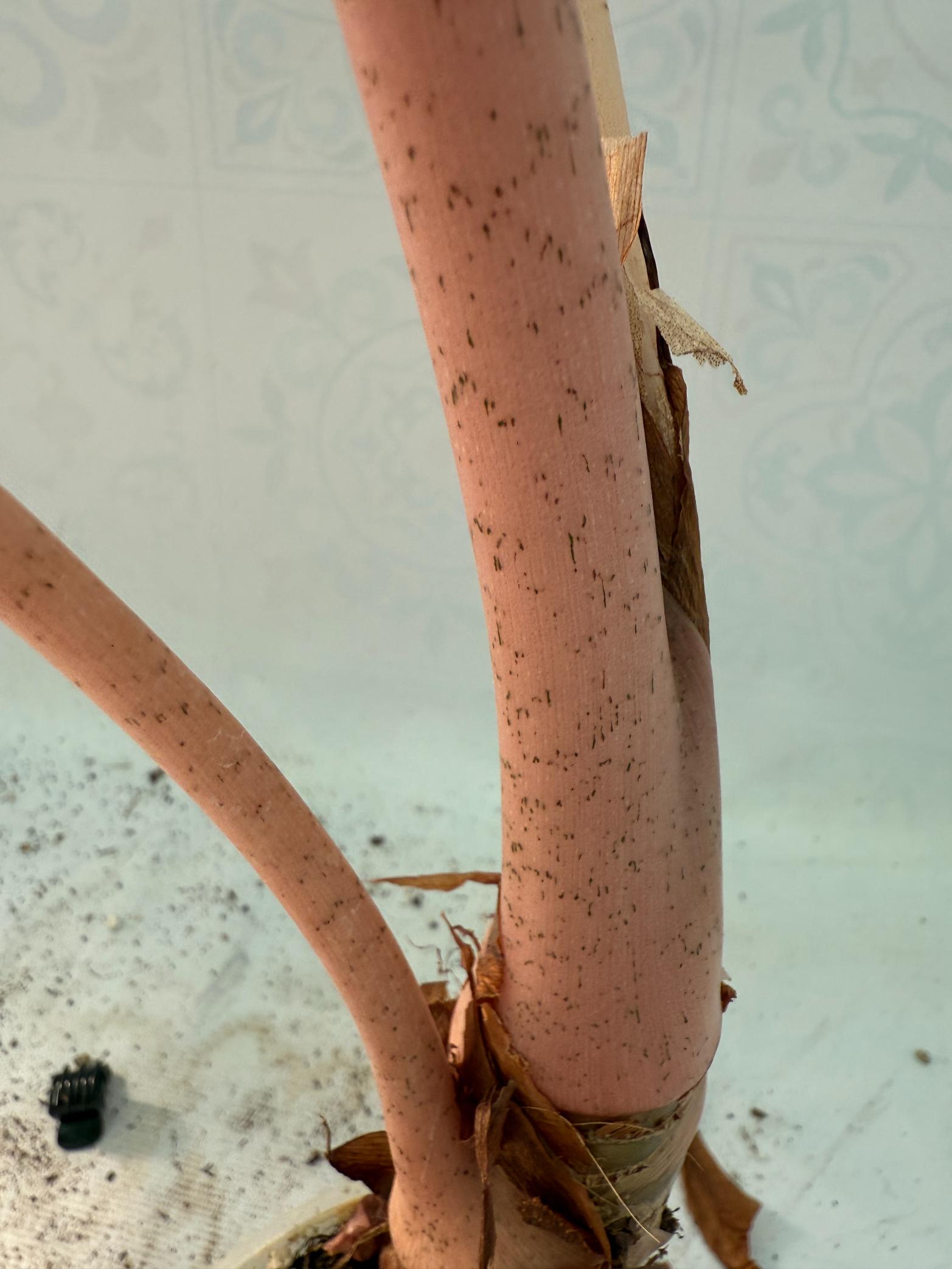 Alocasia Pink Dragon Variegata