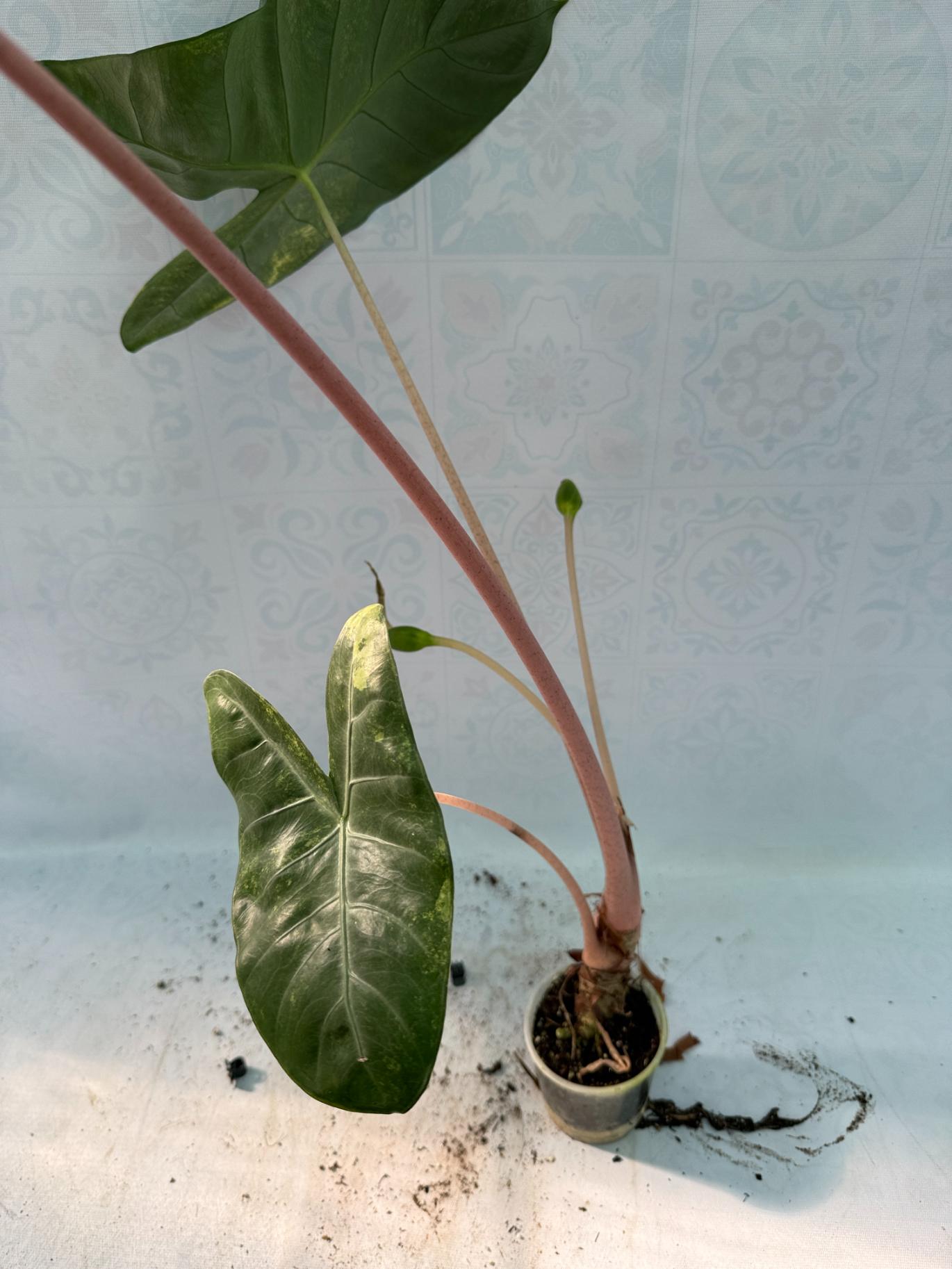 Alocasia Pink Dragon Variegata