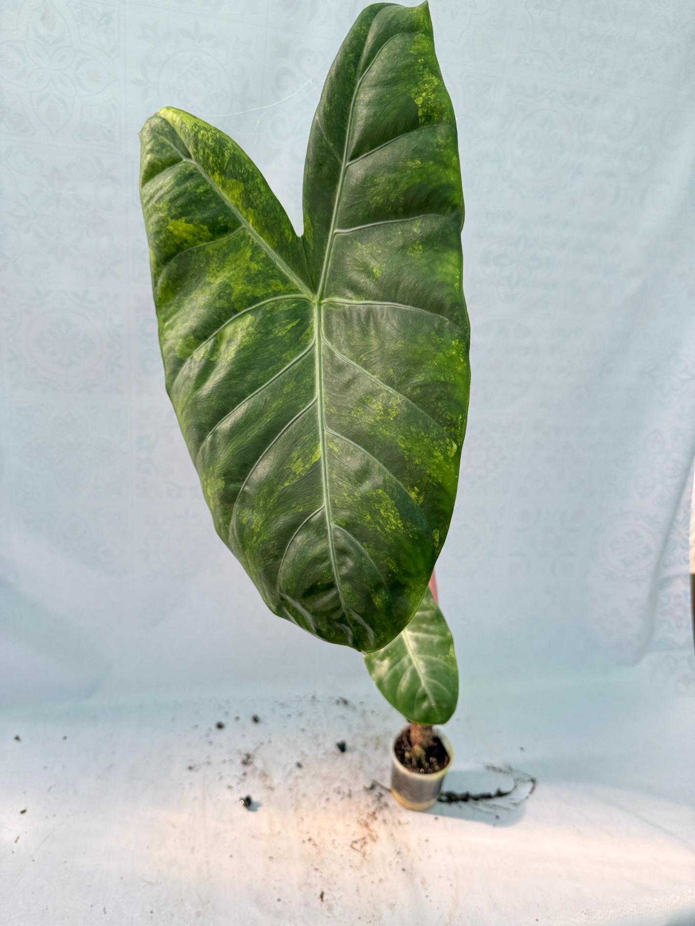 Alocasia Pink Dragon Variegata