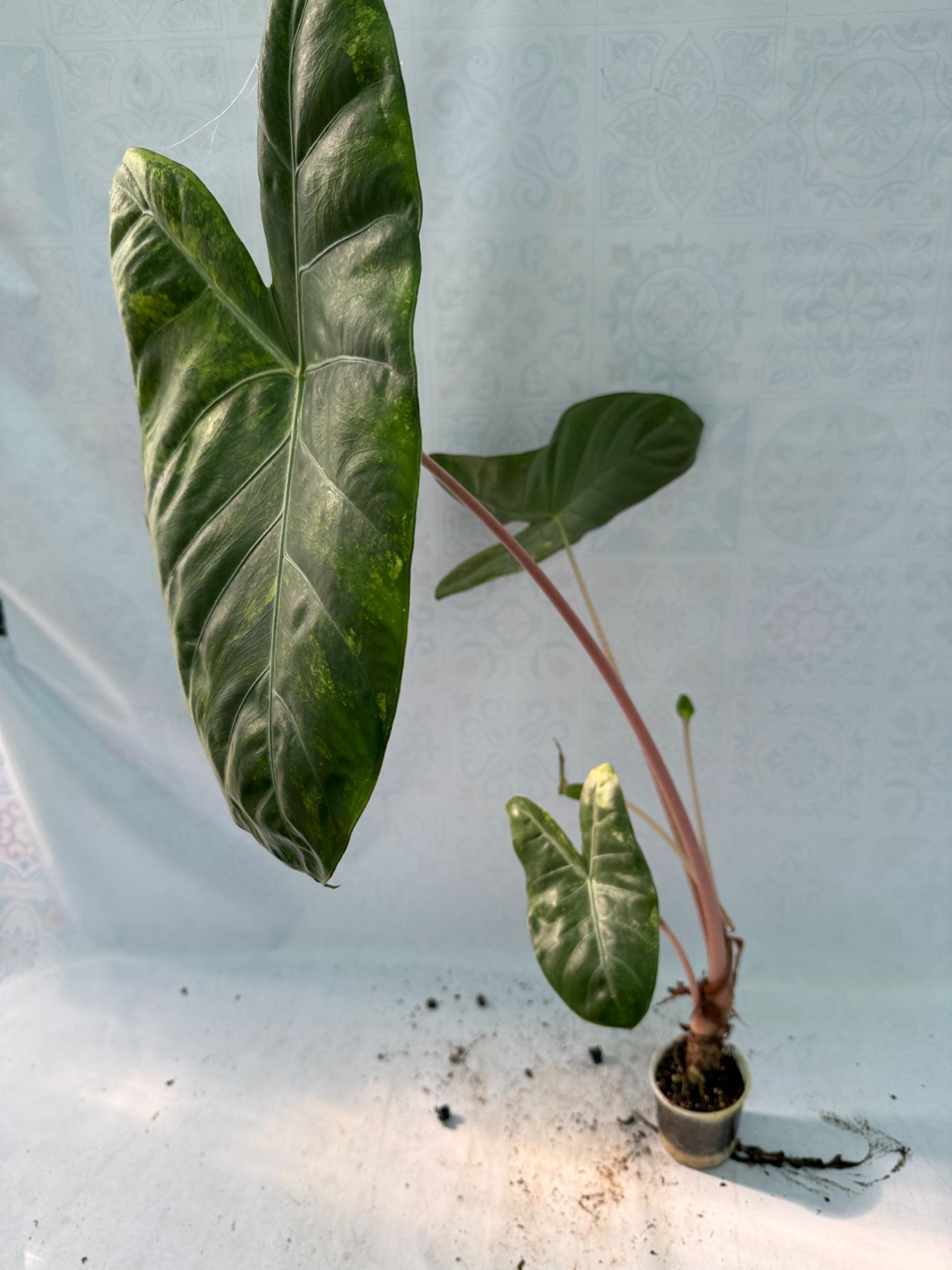 Alocasia Pink Dragon Variegata