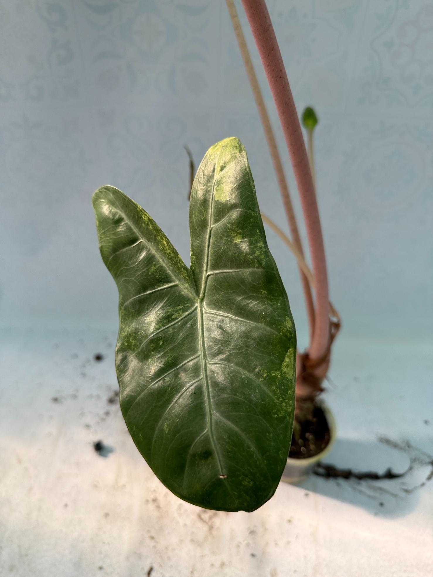 Alocasia Pink Dragon Variegata