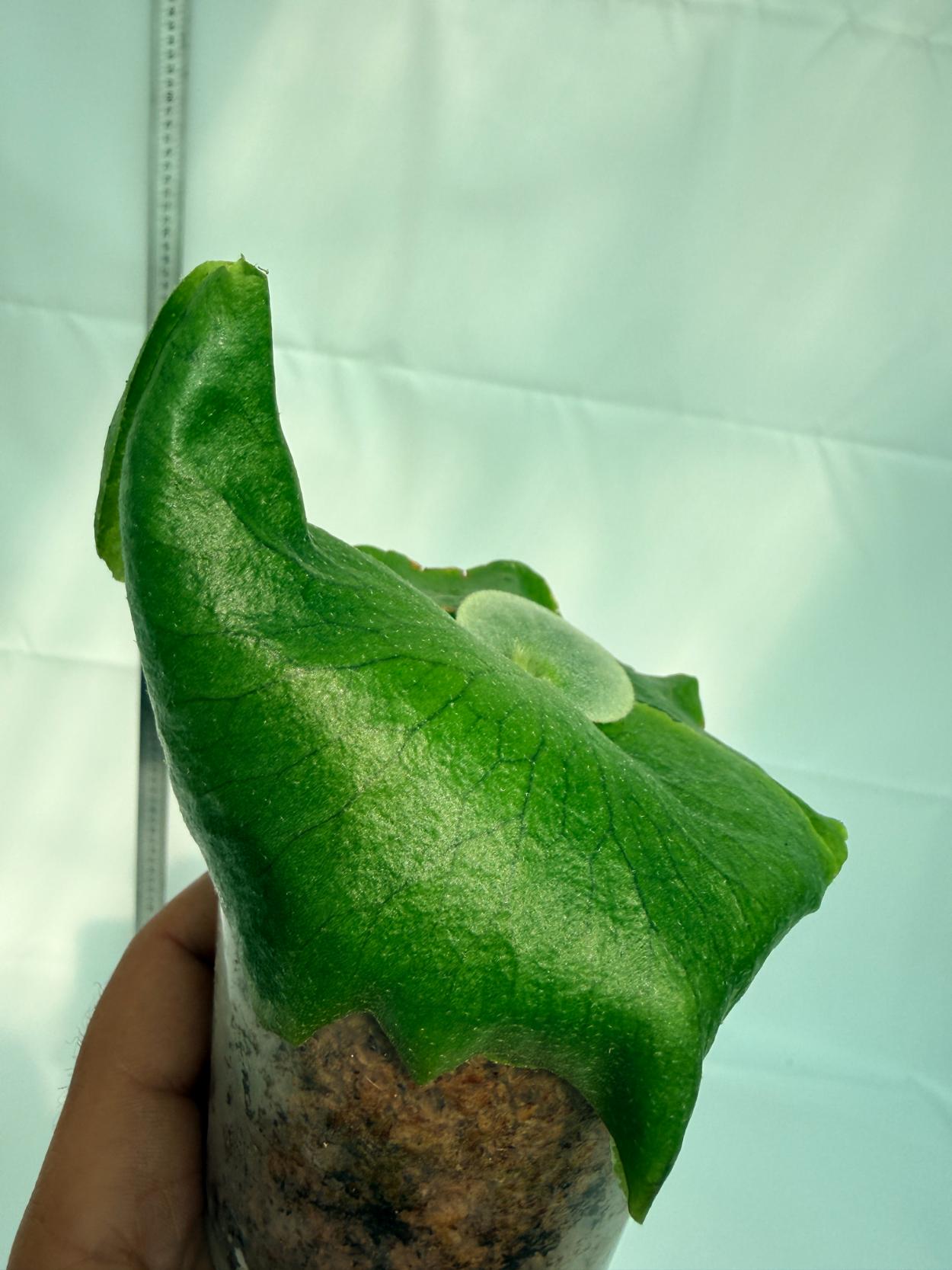 Platicerium ellisii x Holttumii 7