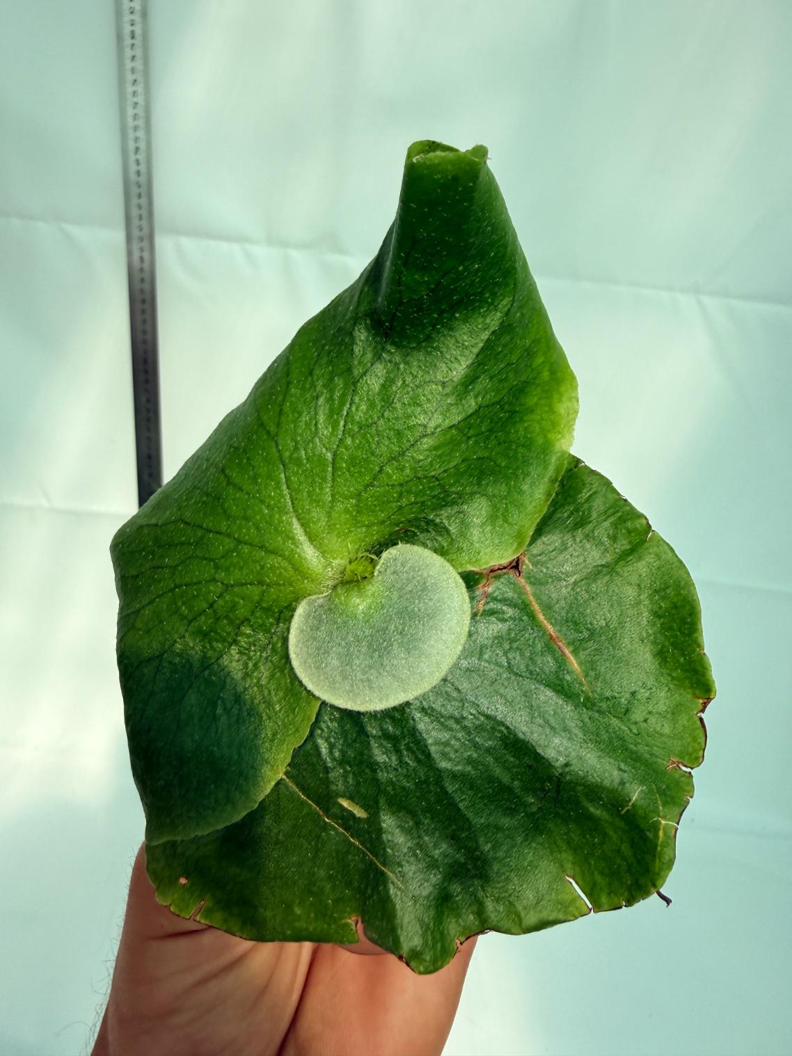 Platicerium ellisii x Holttumii 1