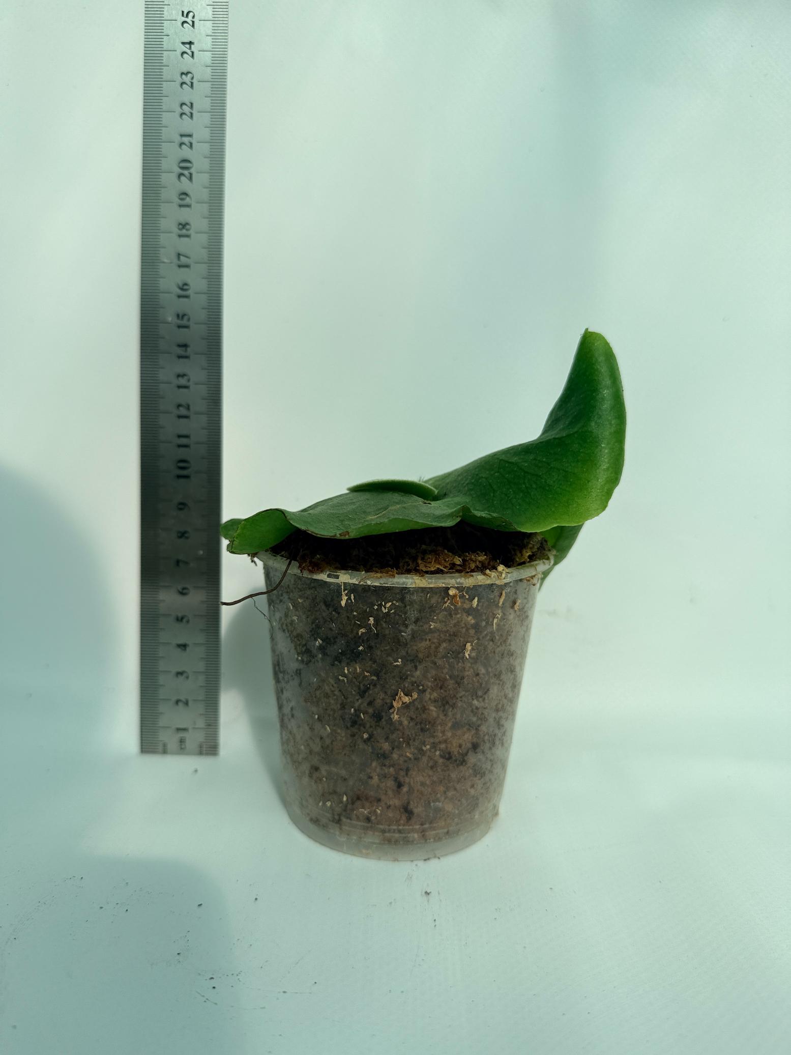 Platicerium ellisii x Holttumii 8