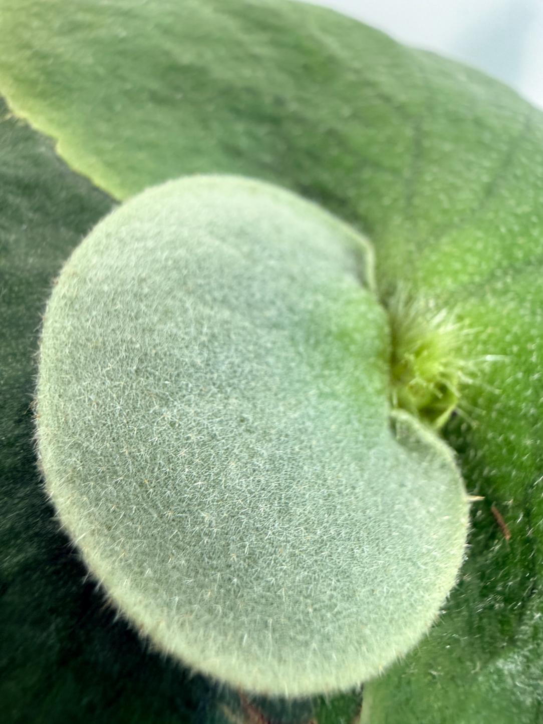 Platicerium ellisii x Holttumii 3