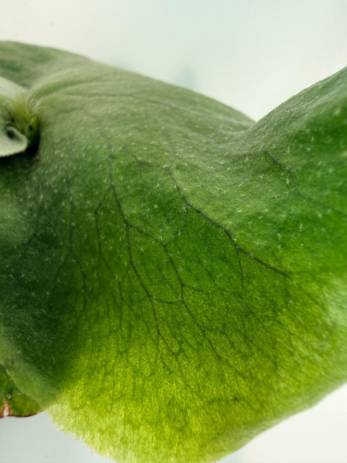 Platicerium ellisii x Holttumii 4