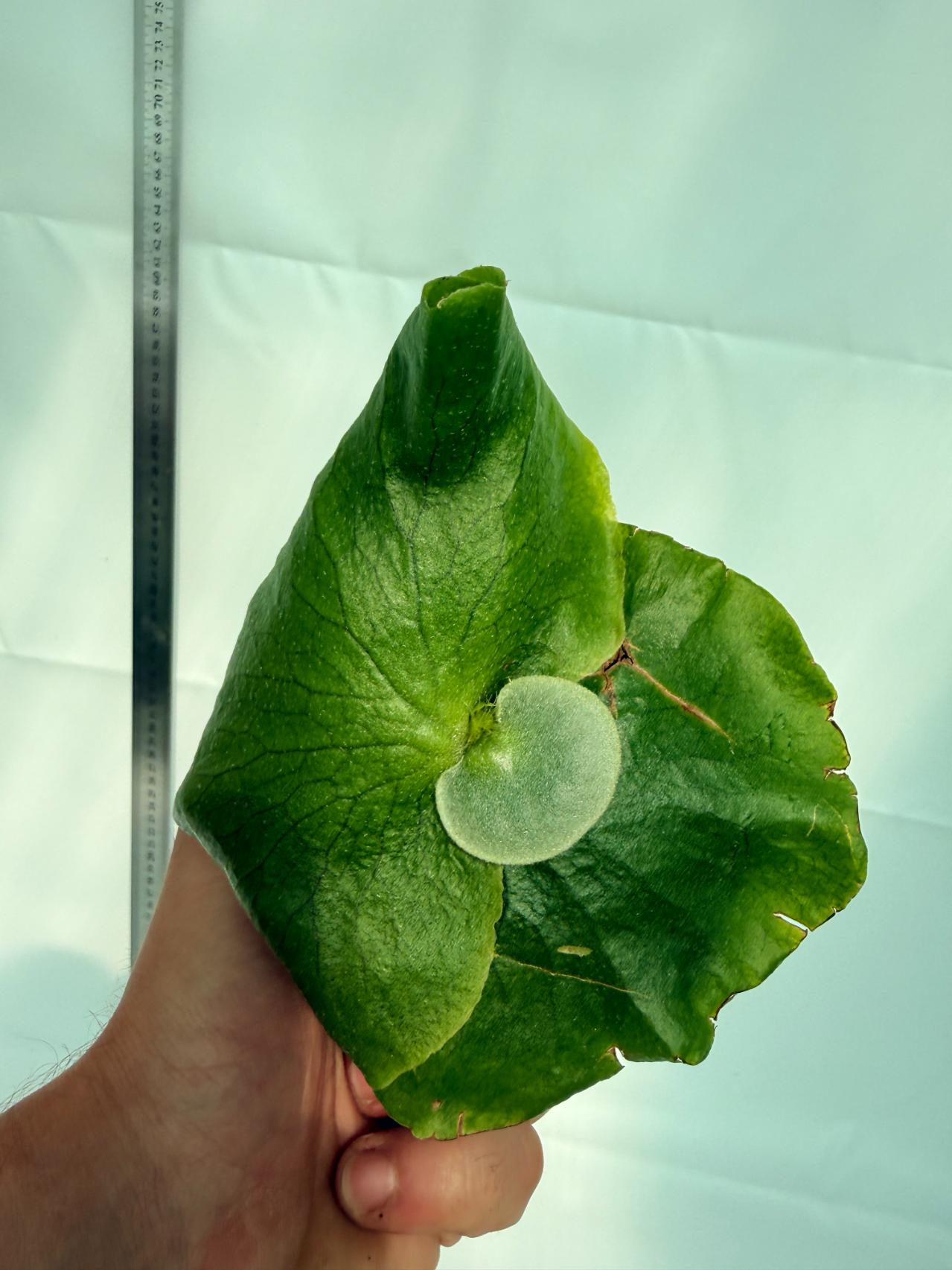 Platicerium ellisii x Holttumii 5