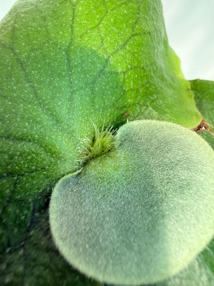 Platicerium ellisii x Holttumii 6