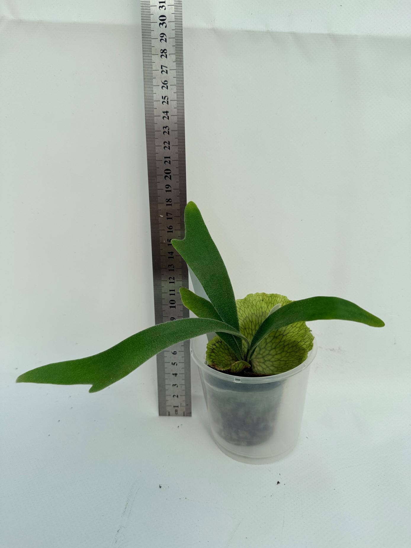 Platycerium Nemo 10