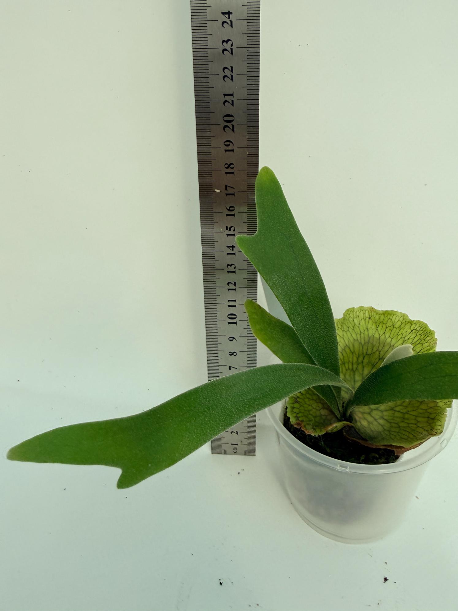Platycerium Nemo 9