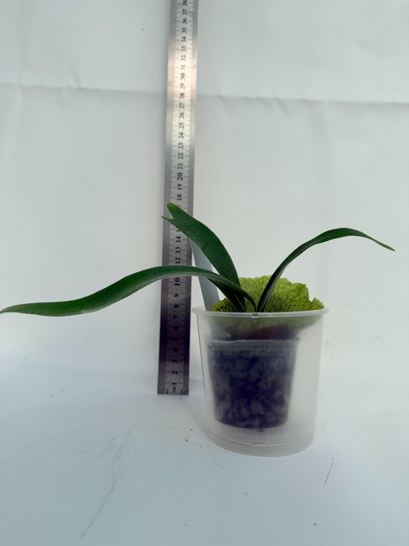 Platycerium Nemo 7