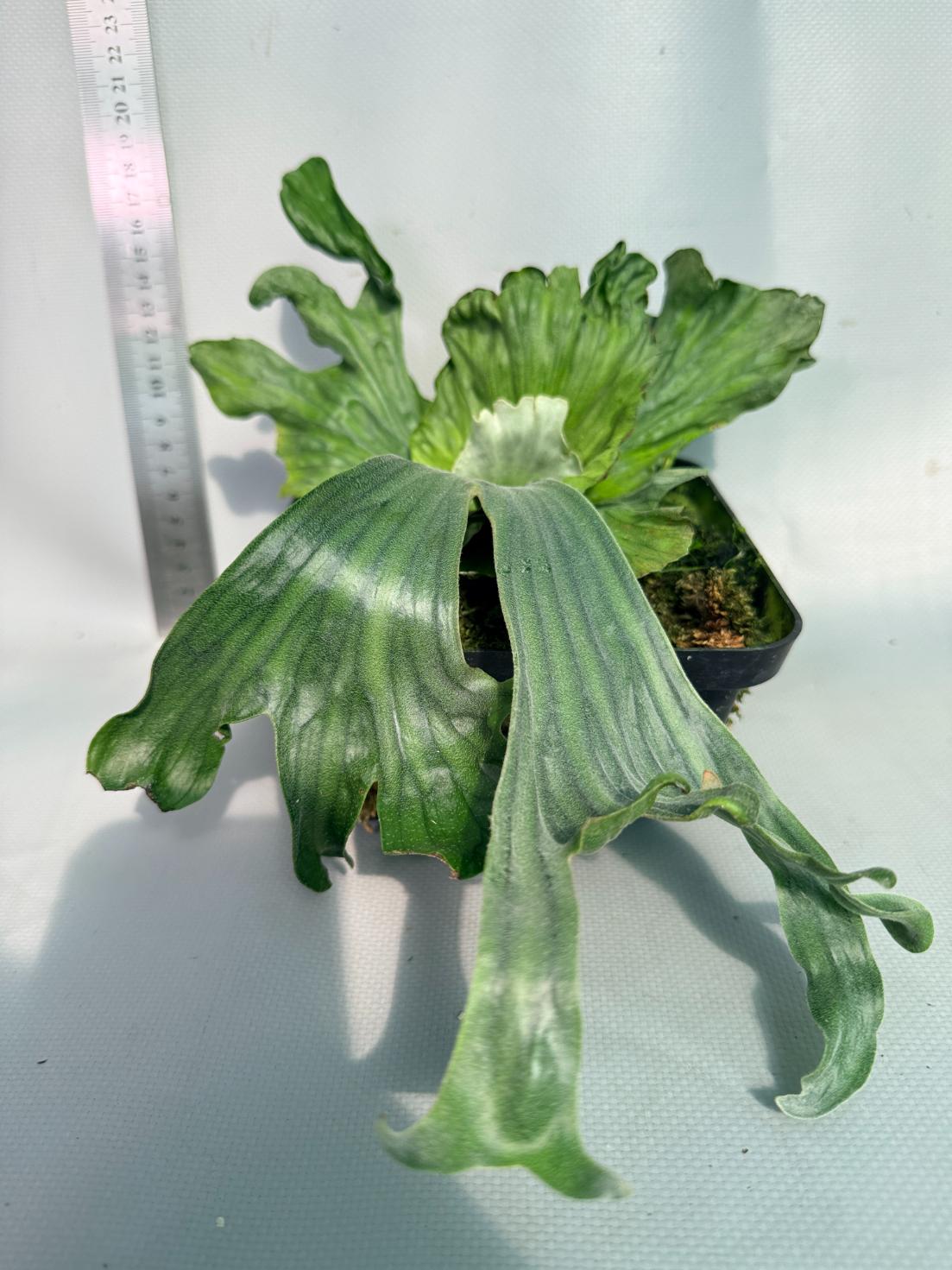 Platycerium Wandae Dwarf &amp; Curling 1