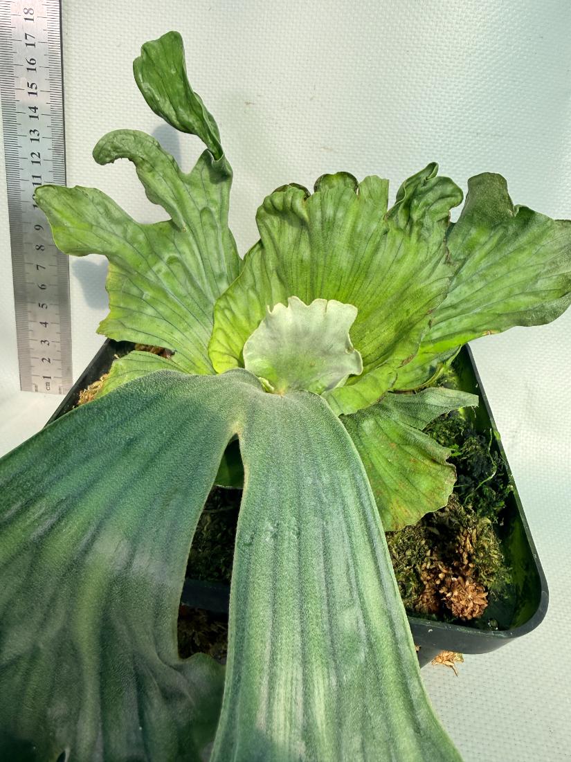 Platycerium Wandae Dwarf & Curling 4
