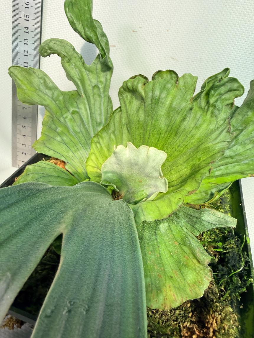 Platycerium Wandae Dwarf & Curling 5