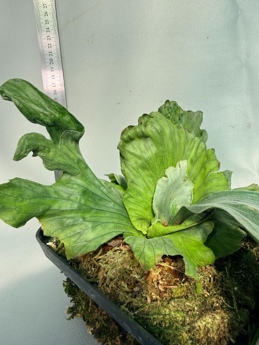 Platycerium Wandae Dwarf & Curling 6