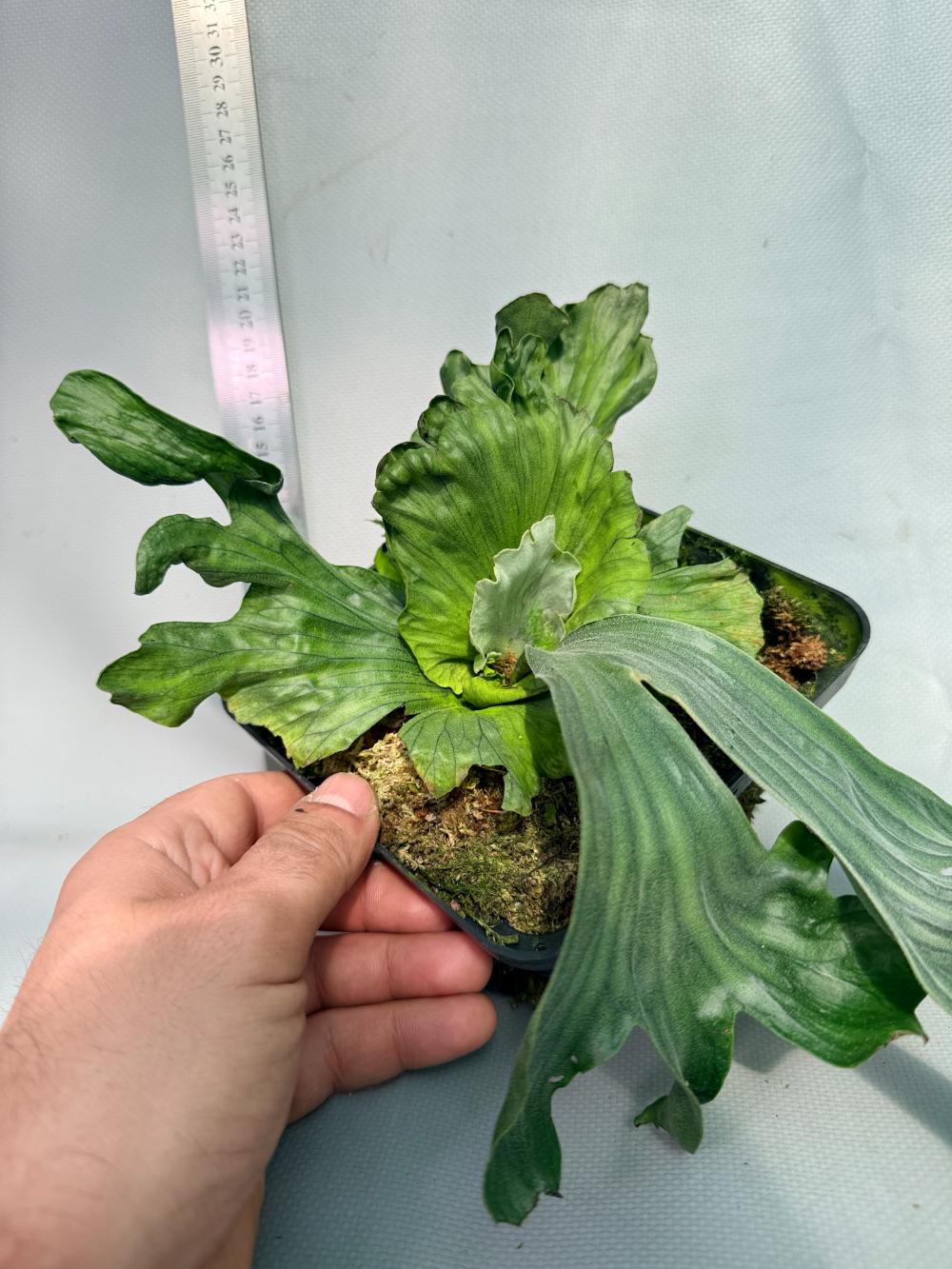 Platycerium Wandae Dwarf & Curling 8