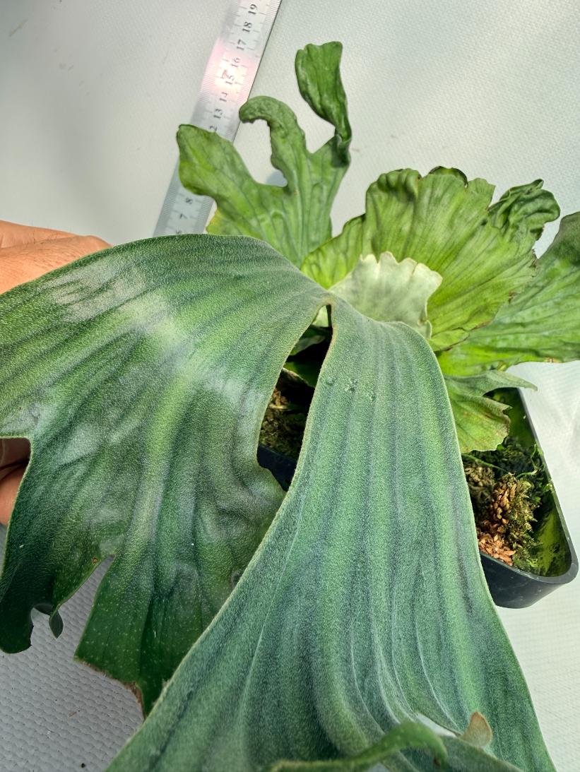 Platycerium Wandae Dwarf &amp; Curling 2