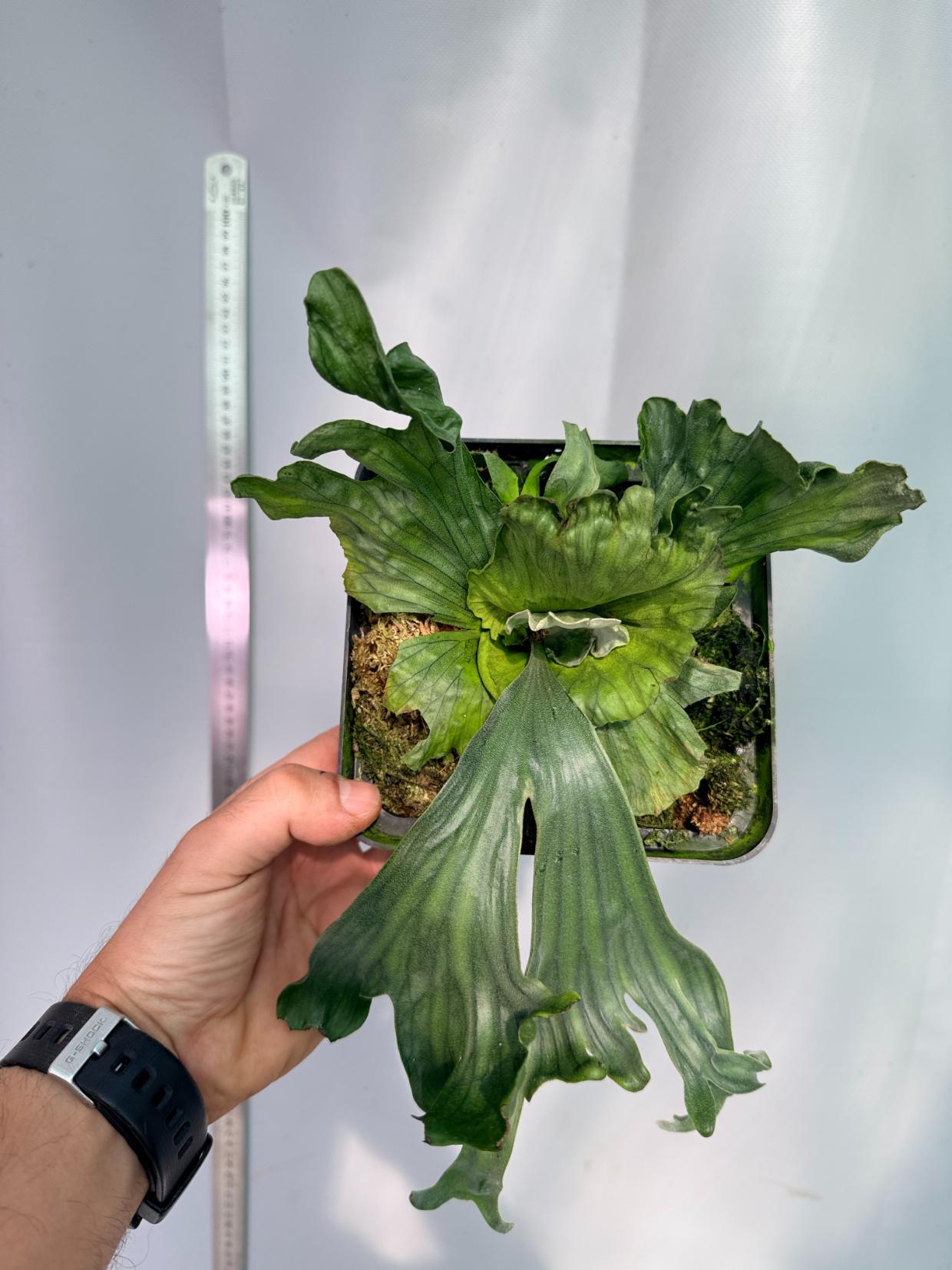 Platycerium Wandae Dwarf & Curling 7