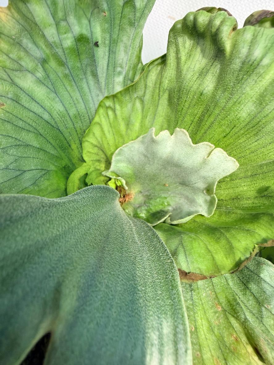 Platycerium Wandae Dwarf & Curling 3