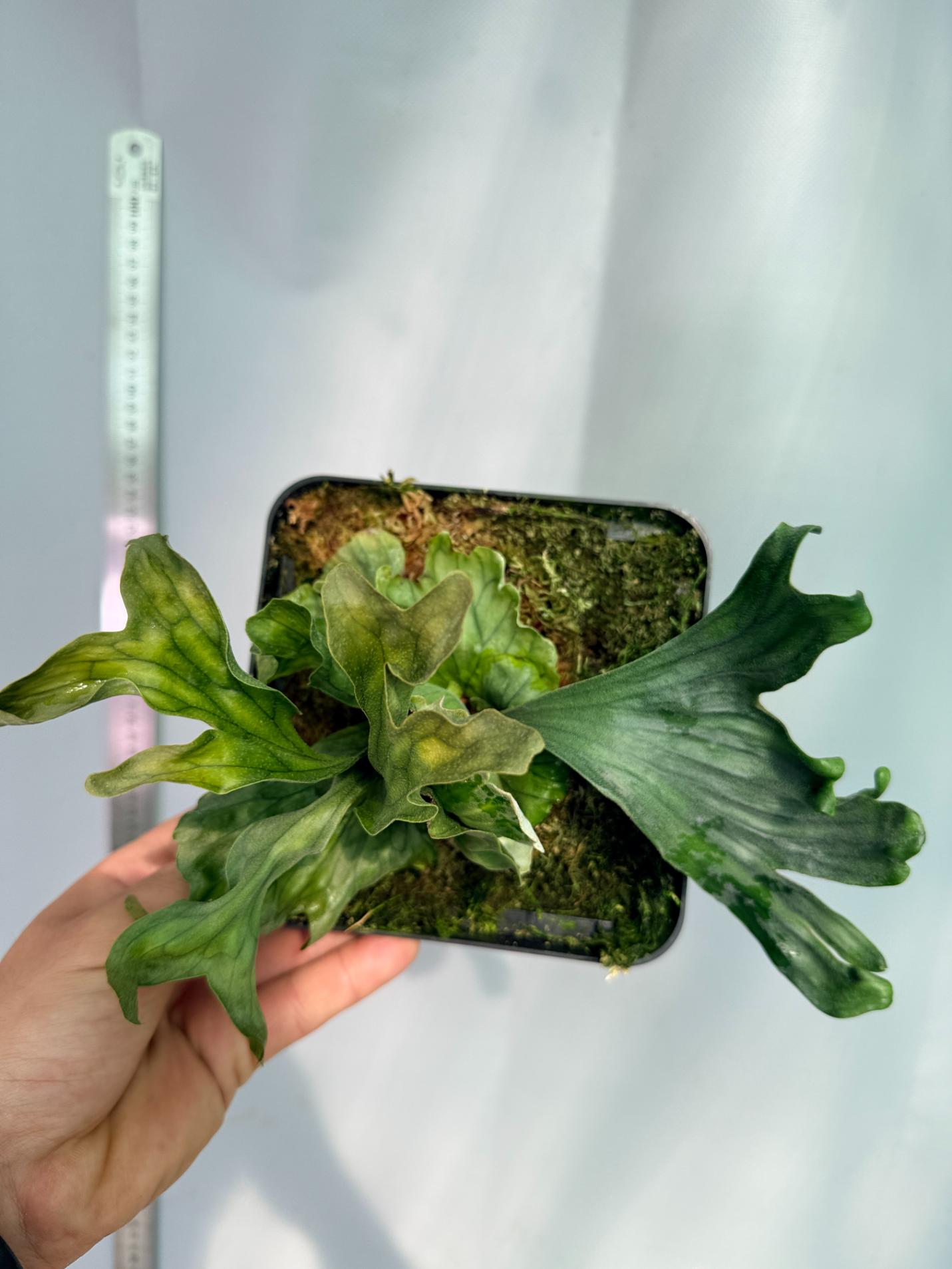 Platycerium Wandae Dwarf & Curling 5