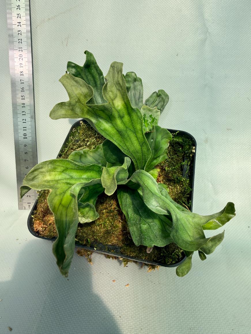 Platycerium Wandae Dwarf & Curling 3