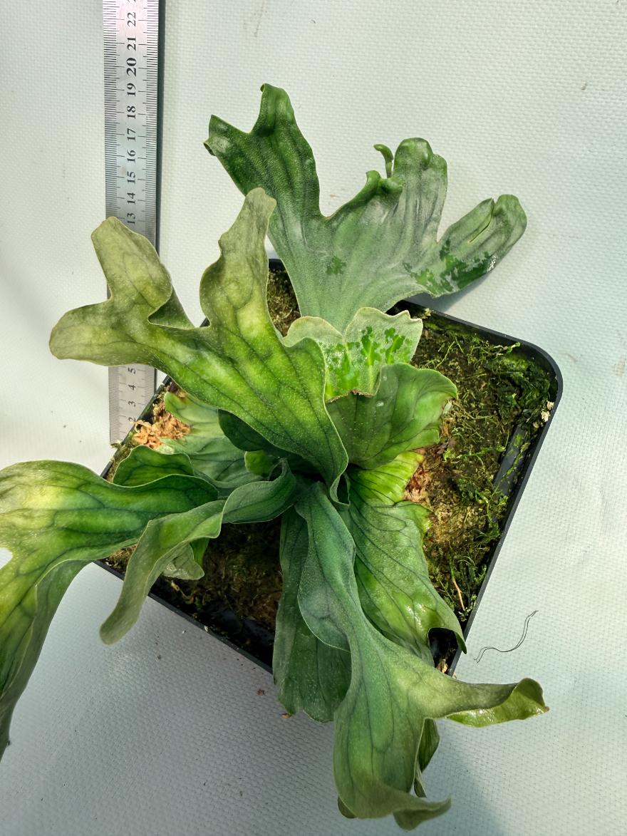 Platycerium Wandae Dwarf & Curling 4