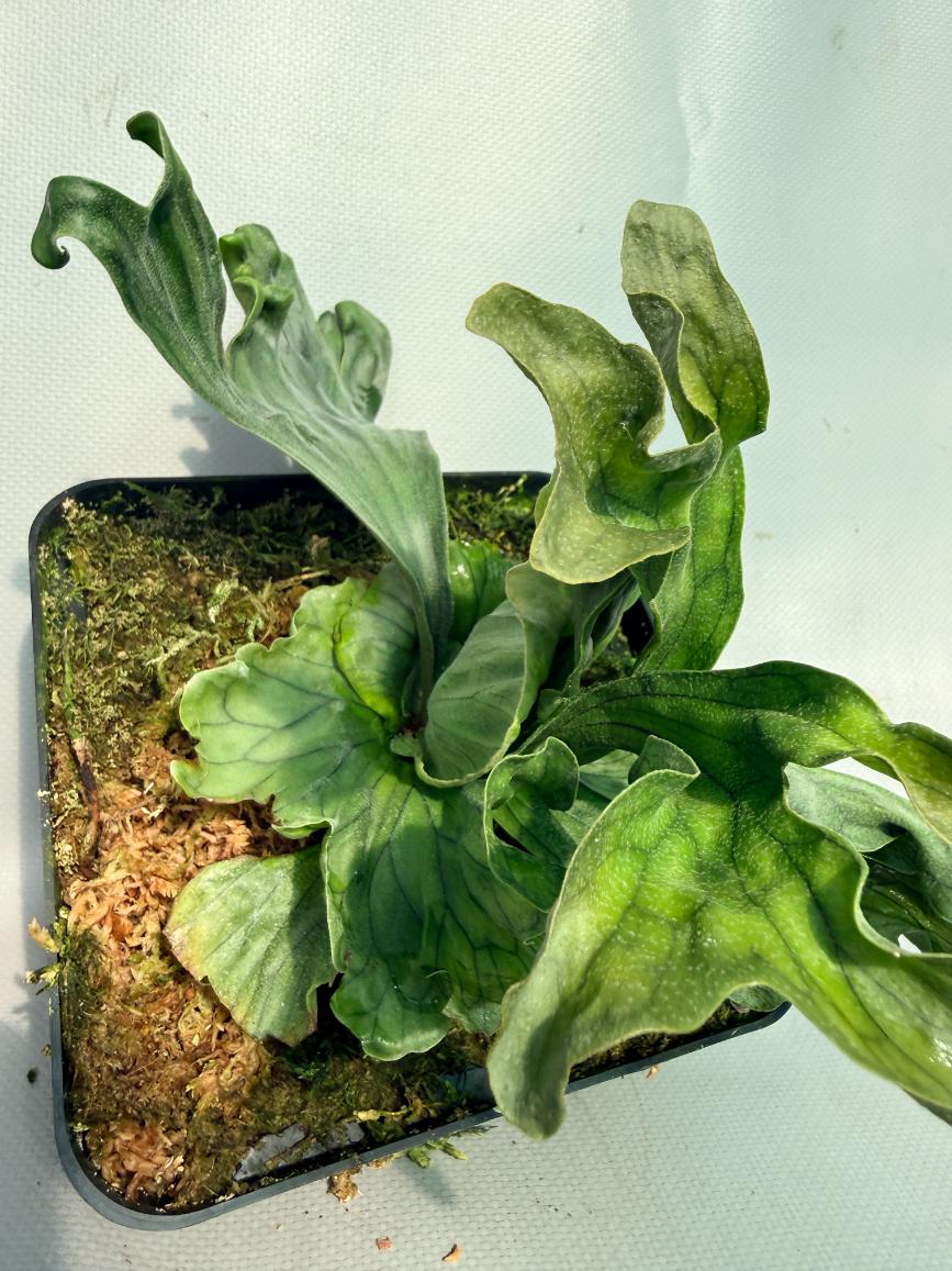 Platycerium Wandae Dwarf & Curling 6