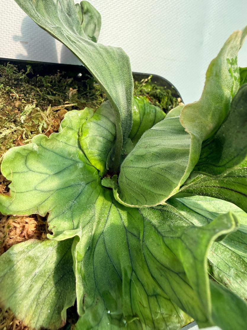 Platycerium Wandae Dwarf &amp; Curling 2