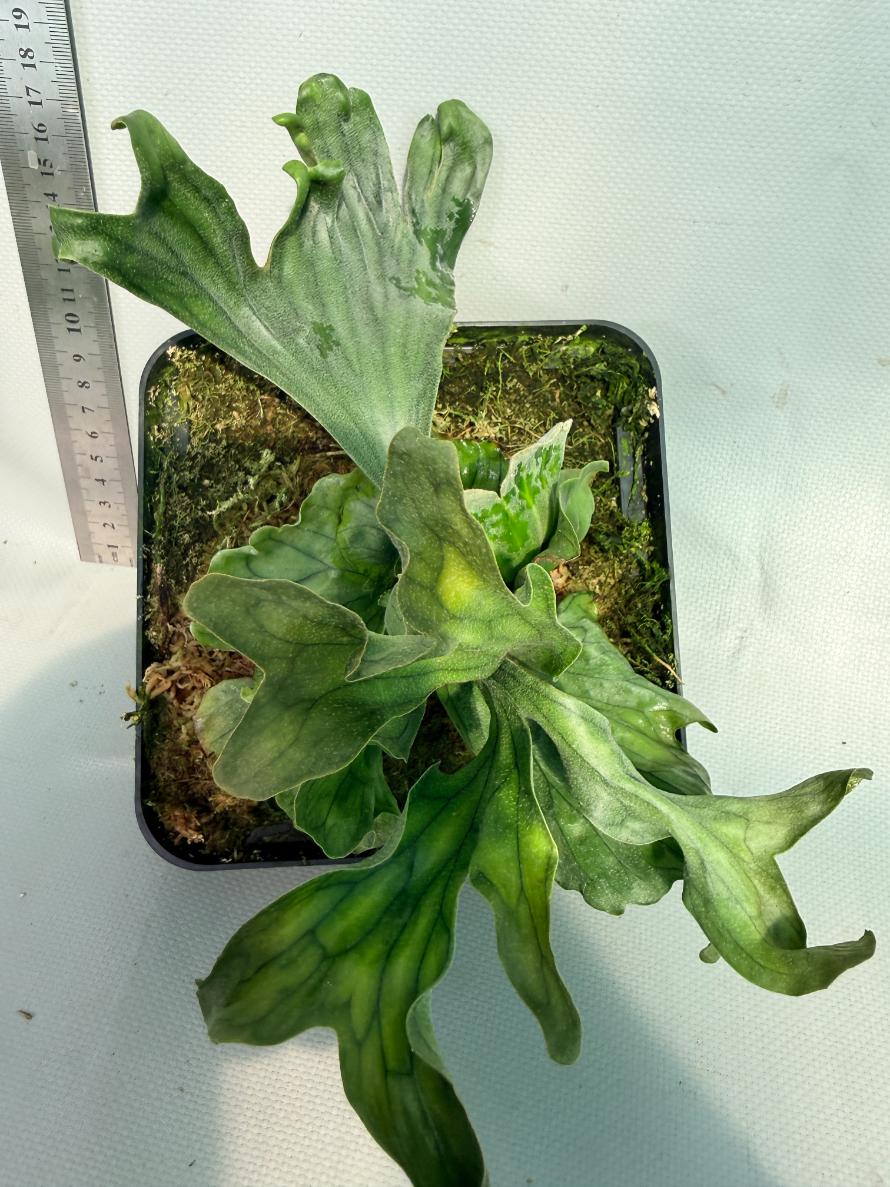 Platycerium Wandae Dwarf &amp; Curling 1