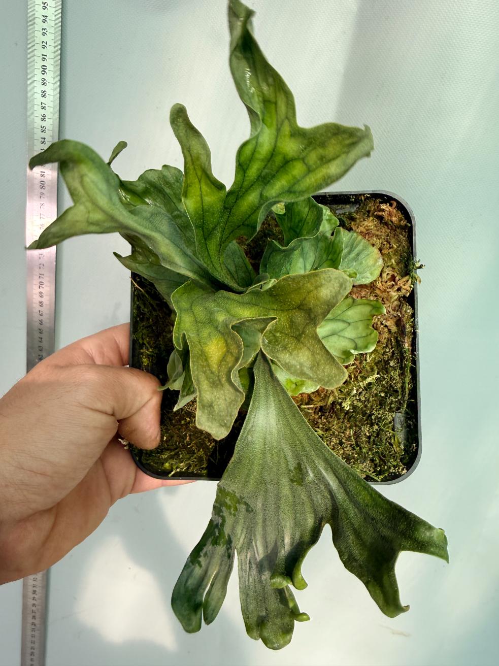 Platycerium Wandae Dwarf & Curling 7