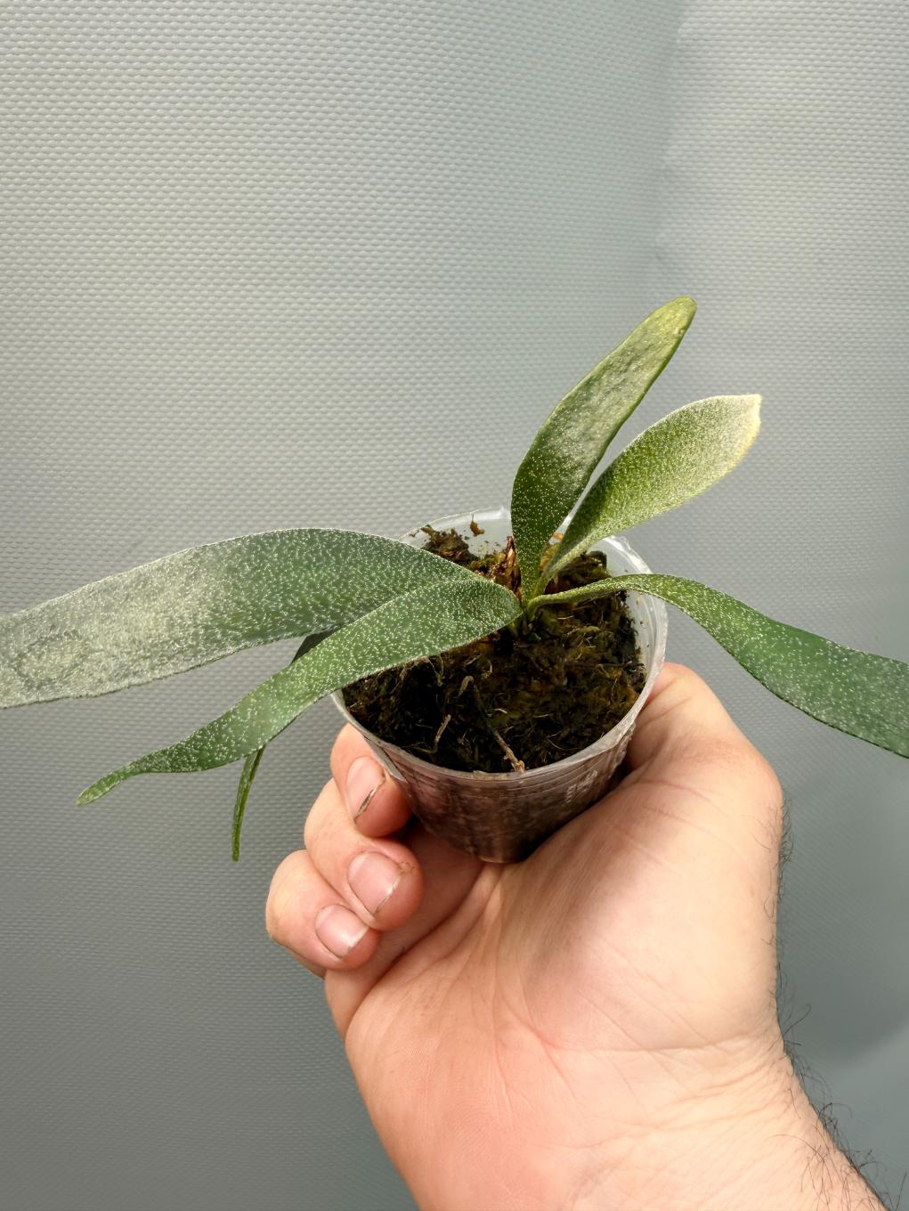 Platycerium ALCICORNE DWARF 2