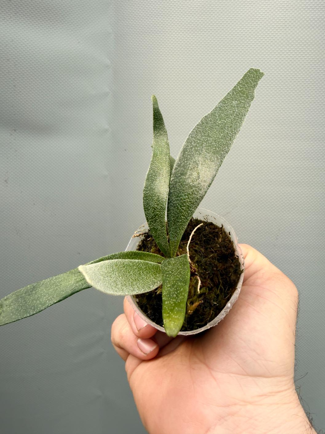Platycerium ALCICORNE DWARF | Welovetropicalplants