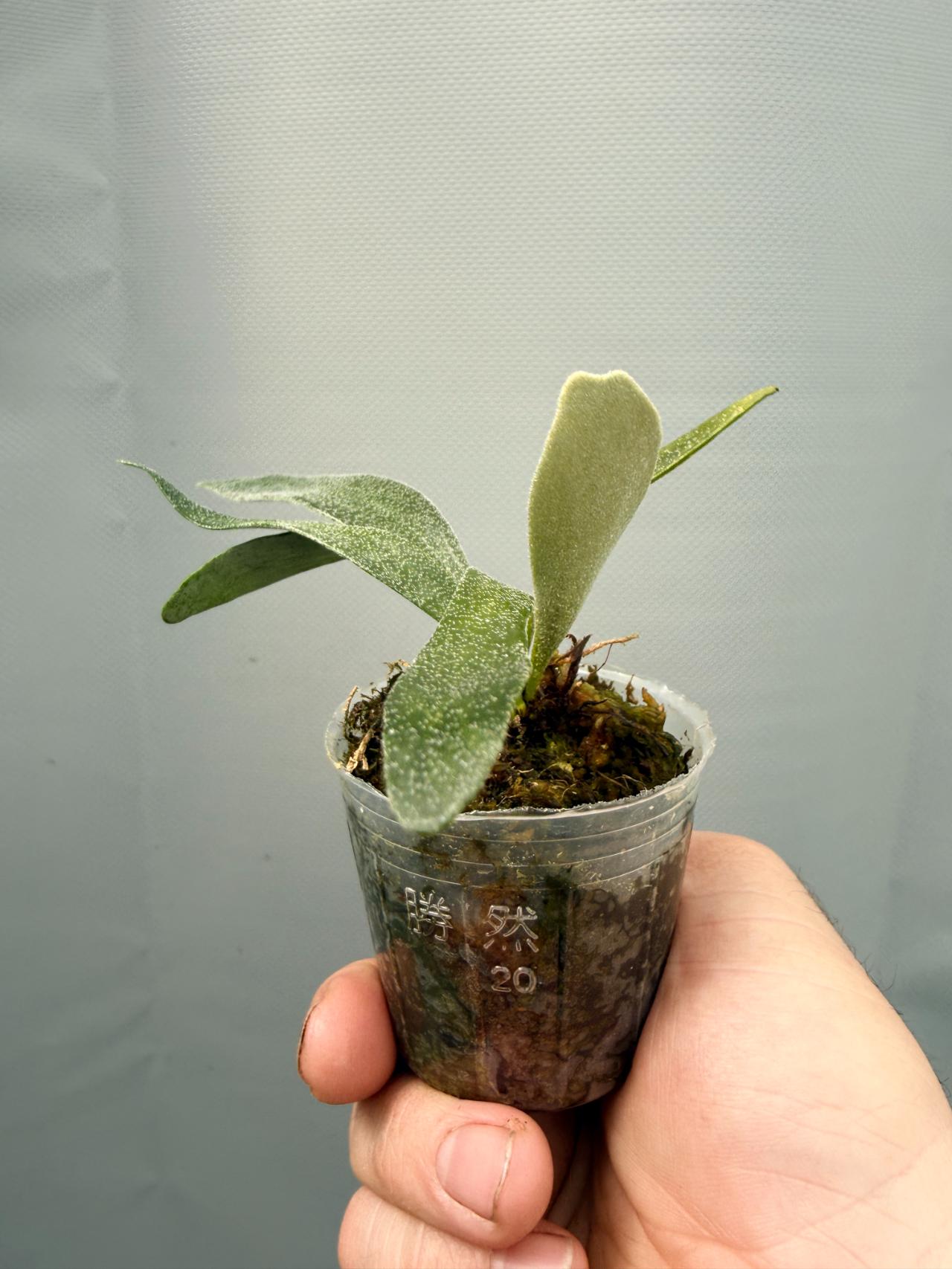 Platycerium ALCICORNE DWARF 5