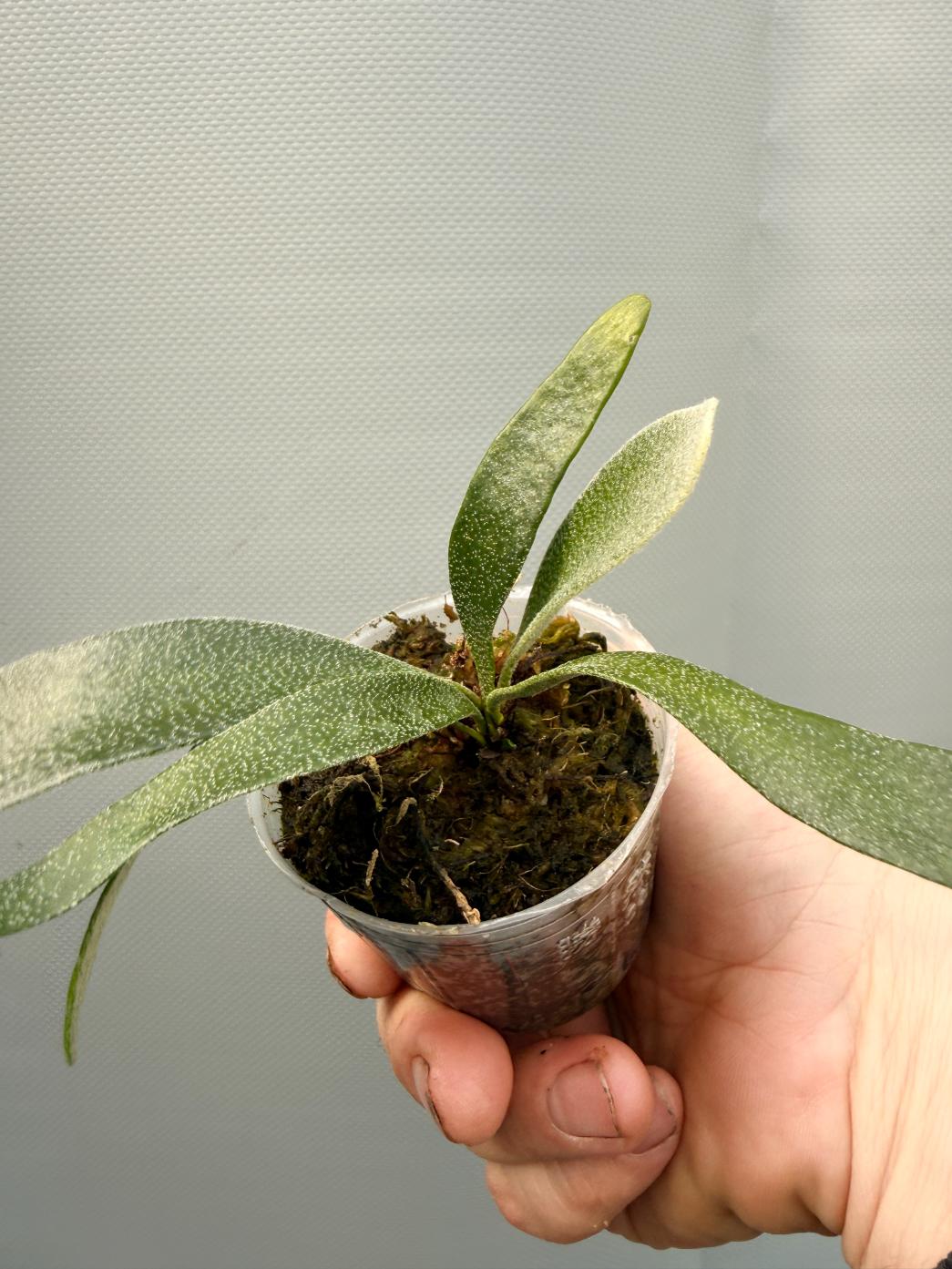 Platycerium ALCICORNE DWARF 6