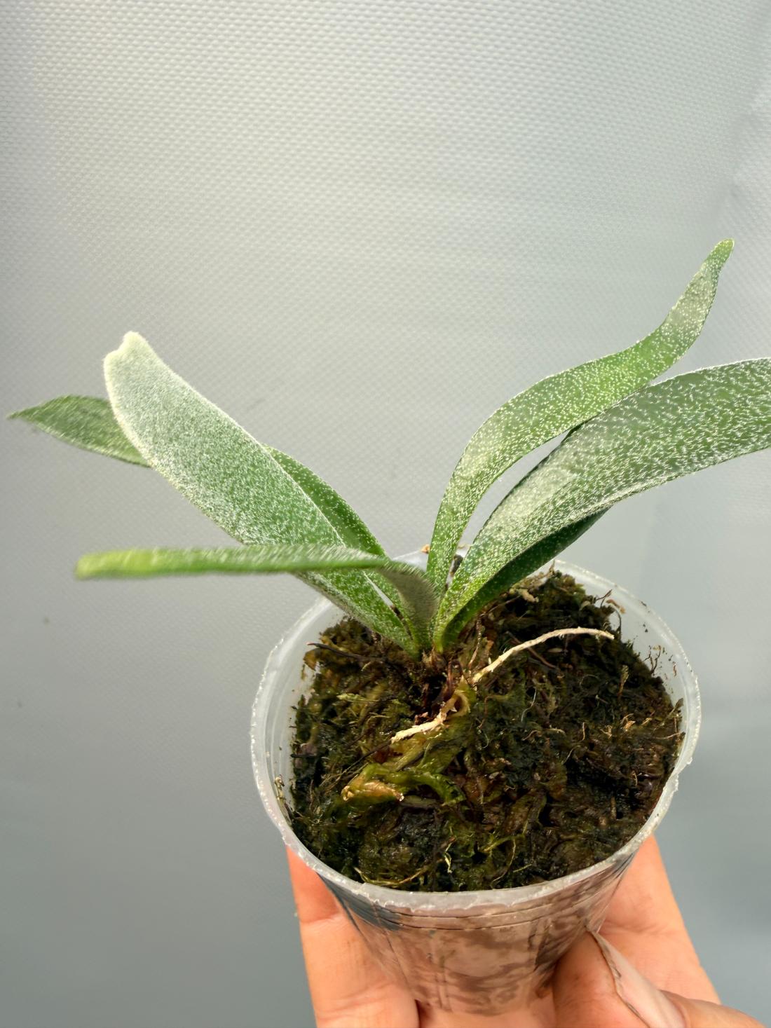 Platycerium ALCICORNE DWARF | Welovetropicalplants
