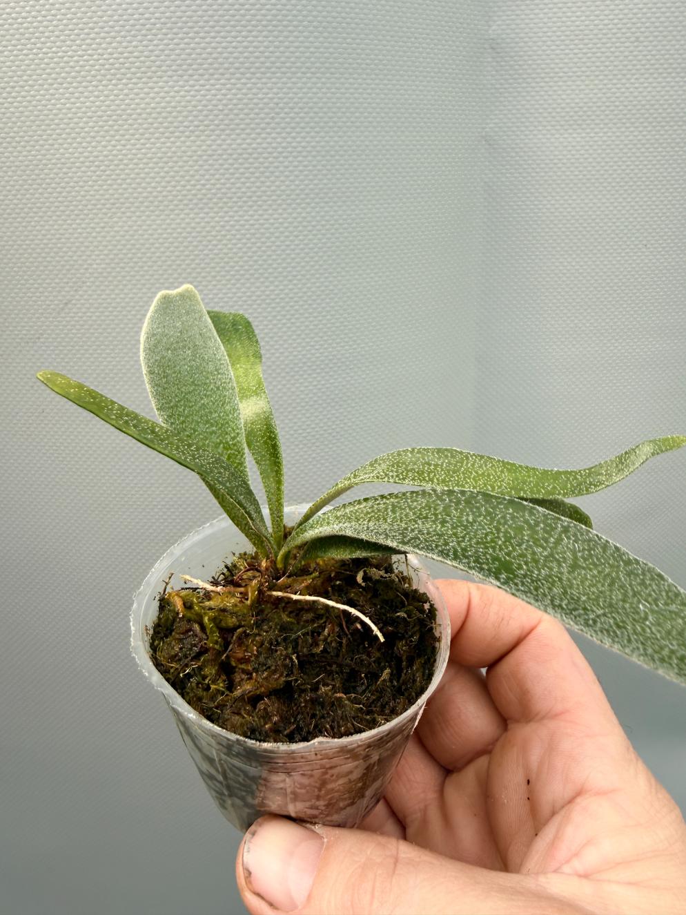 P.alcicorne Madagascar dwarf （TC） P.alcicorne Madagascar dwarf