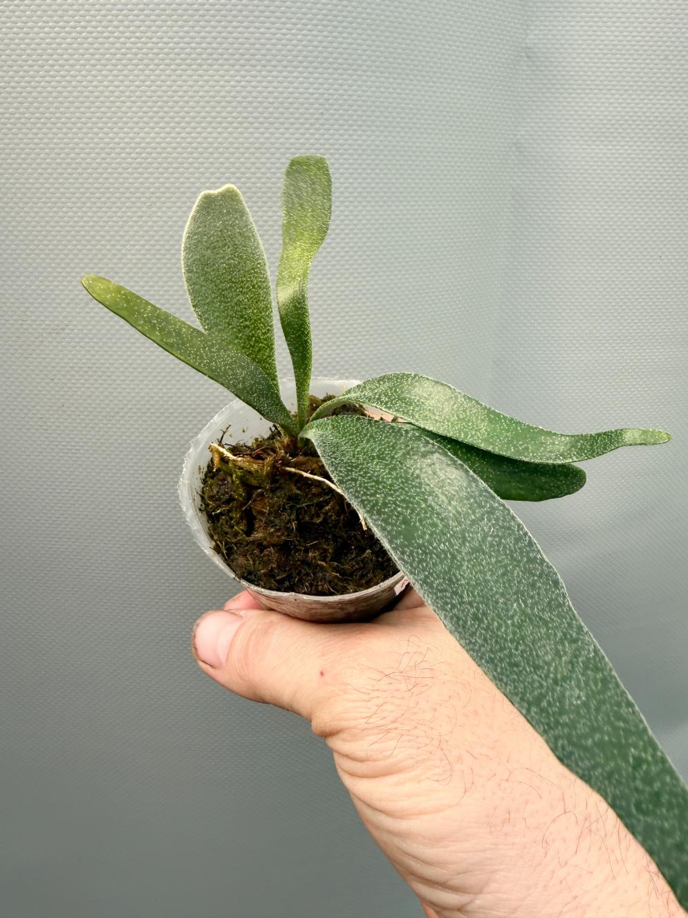 Platycerium ALCICORNE DWARF | Welovetropicalplants