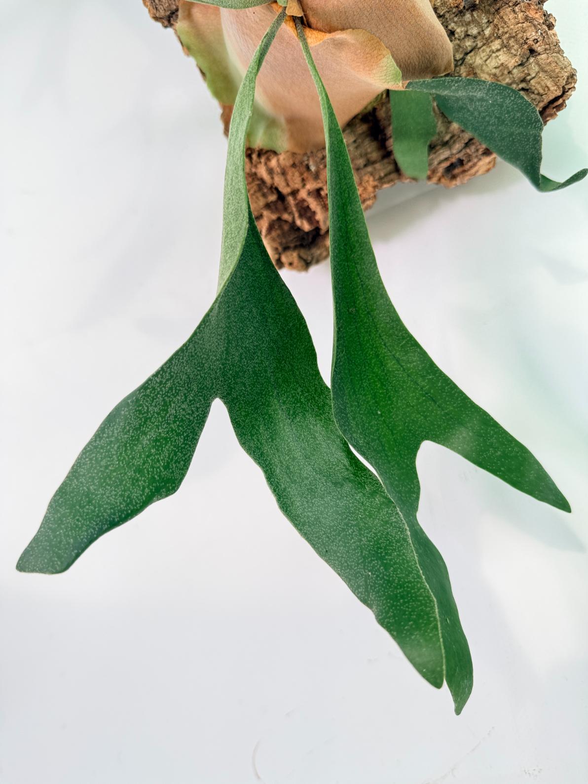 Platycerium Abigail (Rydeen x Veitchii High Finger) – auf einem Brett montiert