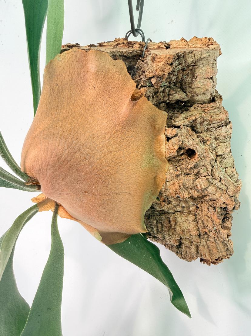 Platycerium Abigail (Rydeen x Veitchii High Finger) – auf einem Brett montiert