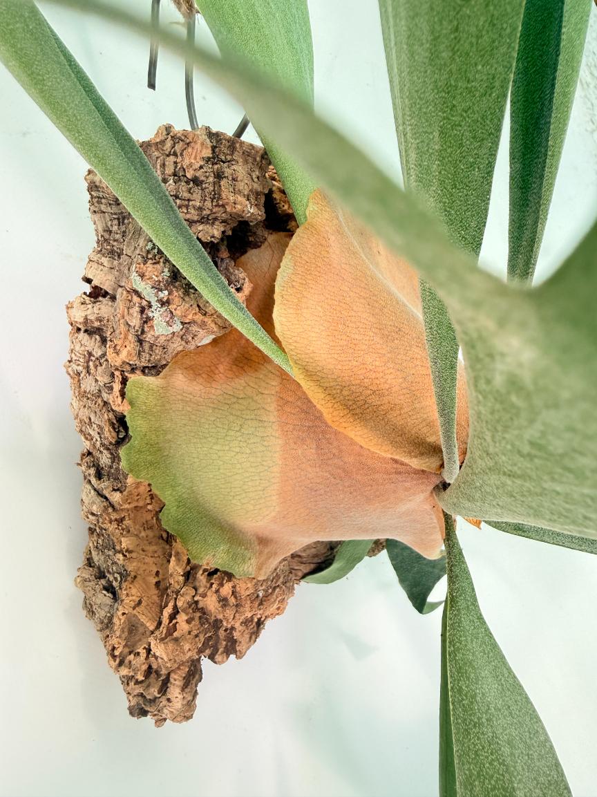 Platycerium Abigail (Rydeen x Veitchii High Finger) – auf einem Brett montiert