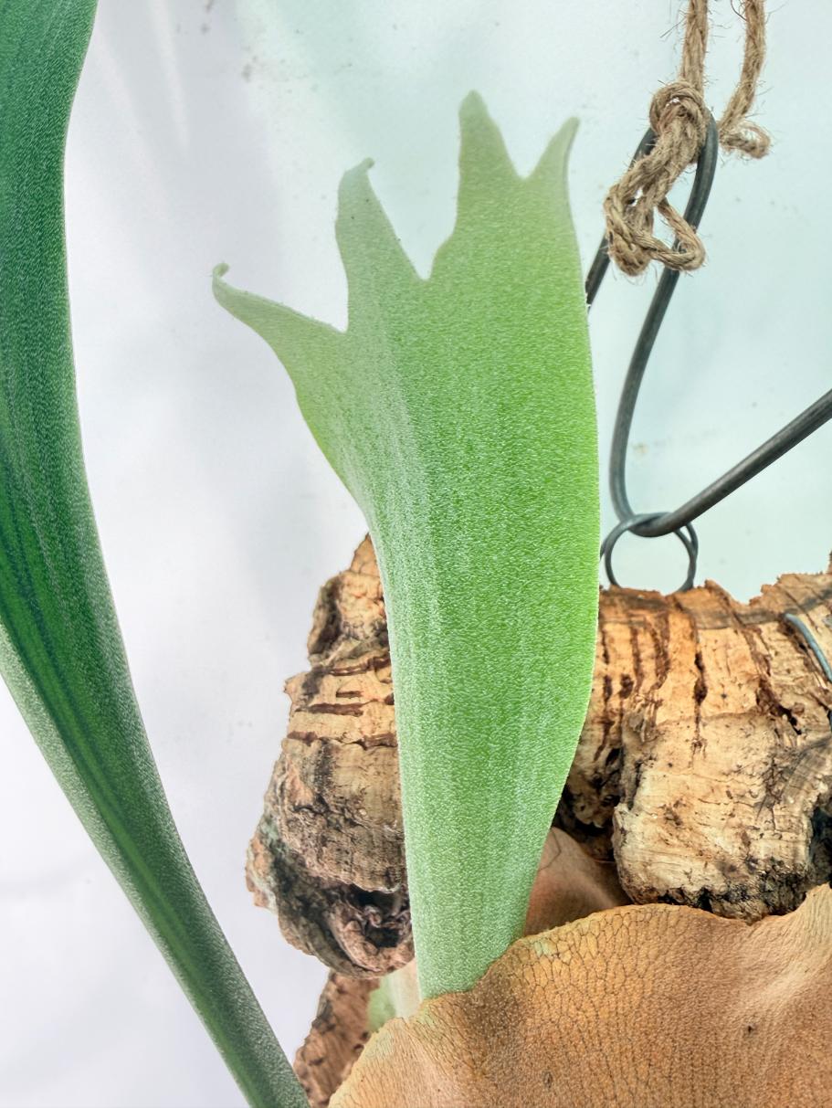Platycerium Abigail (Rydeen x Veitchii High Finger) – auf einem Brett montiert